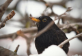 Nos petites astuces pour faire fuir les oiseaux du verger naturellement