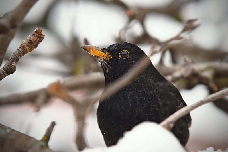 merle noir comment faire fuir les oiseaux de son verger