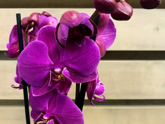 orchidee phalaenopsis ciclamen