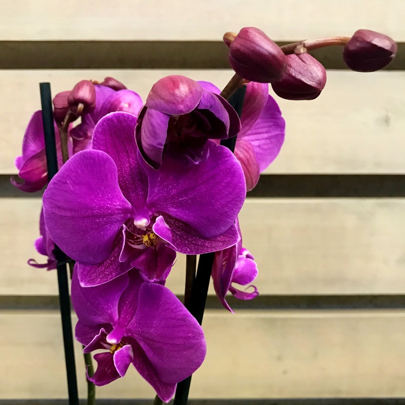 Comment faire repartir une orchidee fanee orchidee phalaenopsis ciclamen