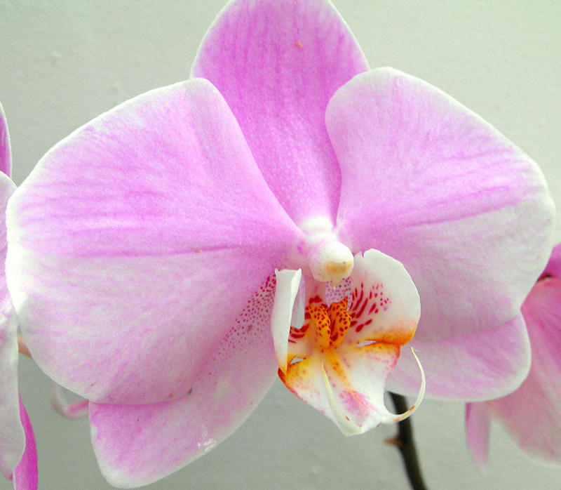orchidee phalaenopsis rose