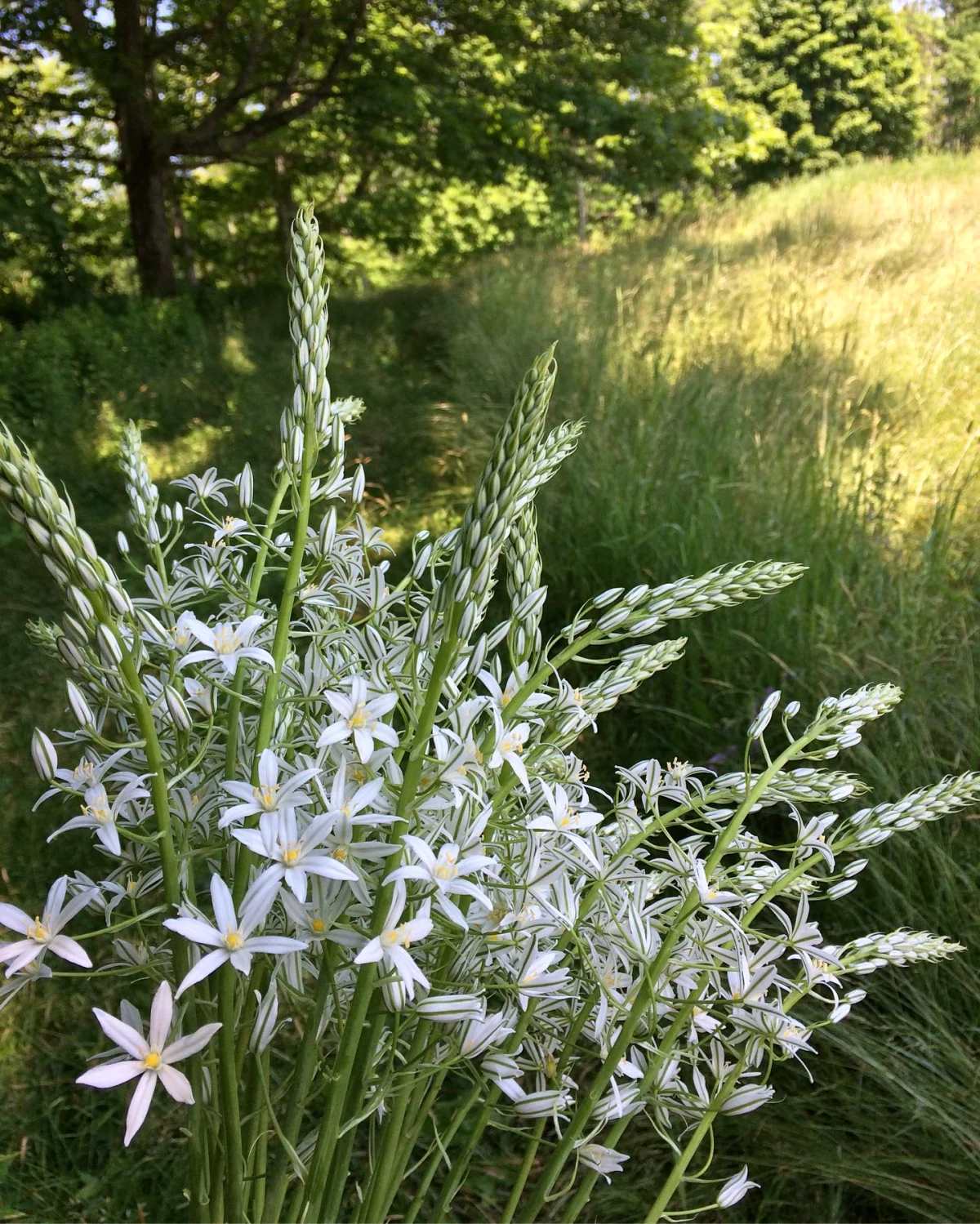 ornithogales plantes resistantes pour rocaille fleurs blanches