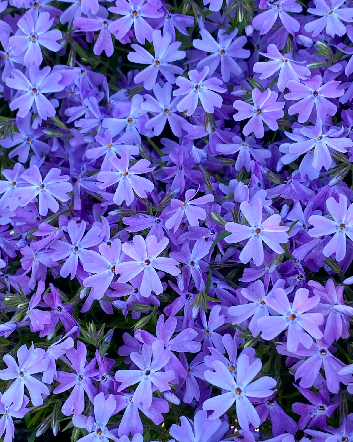 phlox mousse pour rocaille sans entretien fleurs violettes