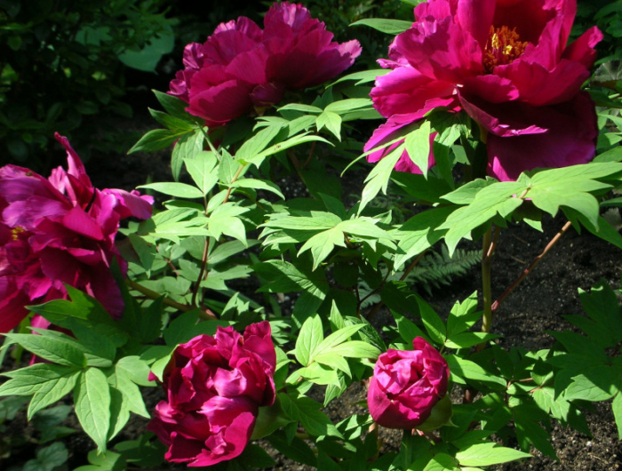 pivoine arbustive quelle exposition pour etre en bonne sante