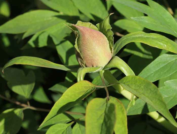 pivoine combien de temps pour fleurir apres la transplantation