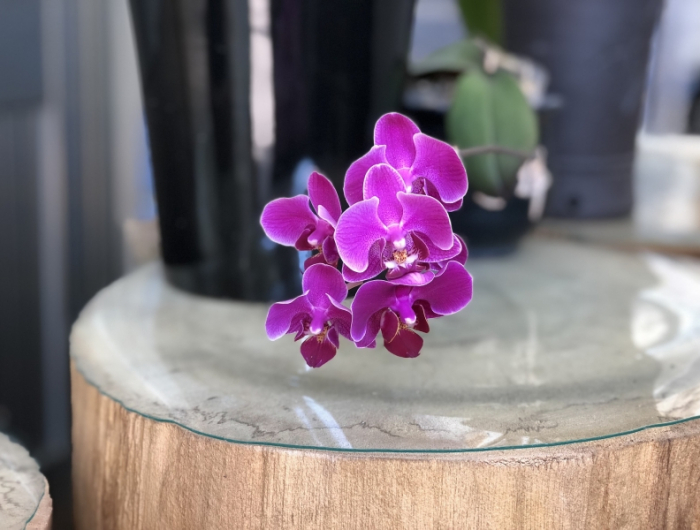 produits traitement fleurs pourries comment tailler une orchidee