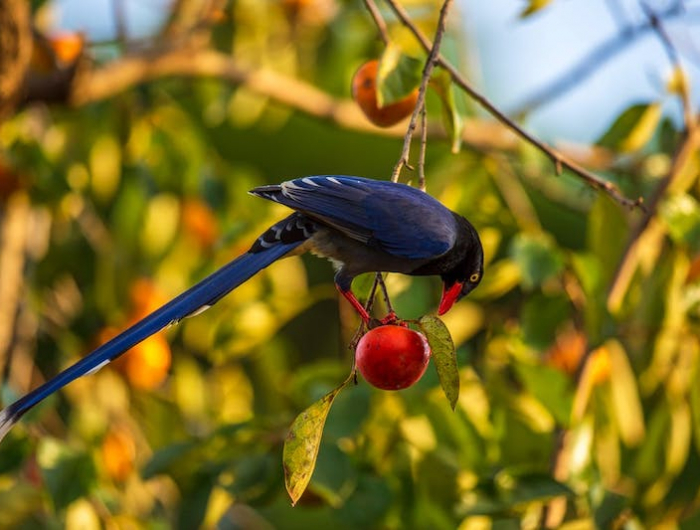 proteger son jardin des oiseaux repulsif pigeons et autre frugivores