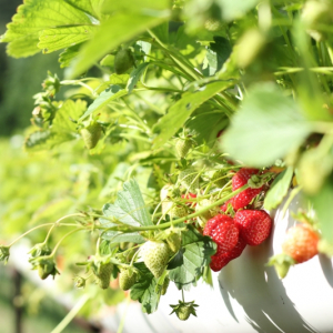 Comment planter des fraises sur son balcon ? Un guide simple et détaillé