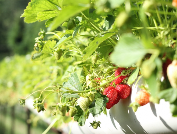 quel genre de fraises cultiver sur balcon emplacement soleil direct