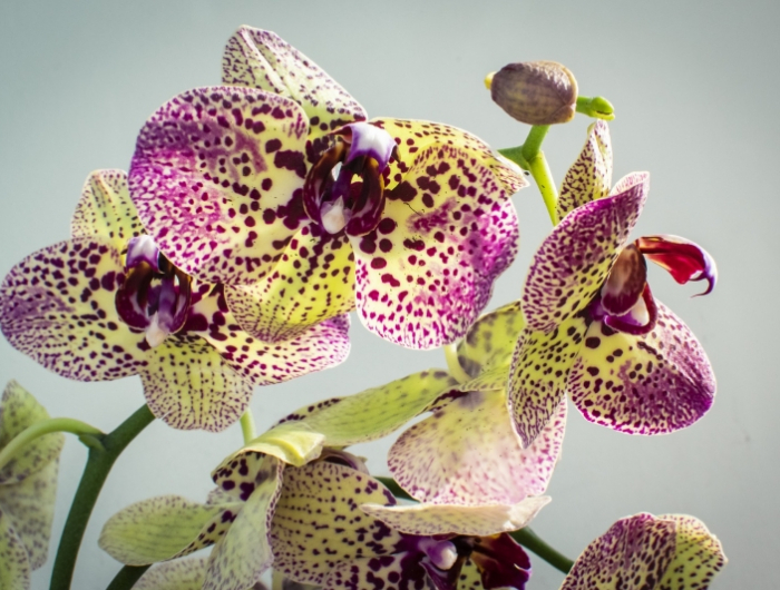 remede naturels produits comment faire refleurir une orchidee