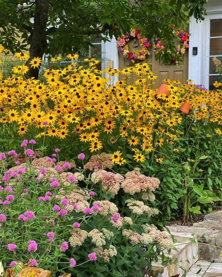 sedums plantes vertes pour rocaille fleurs jaunes et roses