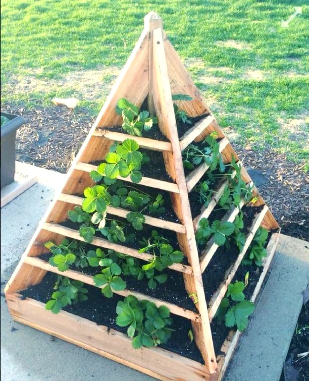 support pour fraisier en pot pyramide en bois