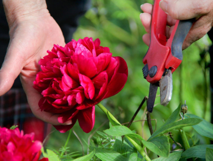 taille de pivoine arbustive quand et comment tailler la plante