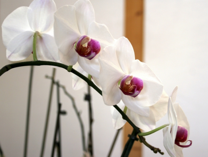 terreau lumire soleil conditions floraison entretien orchidee