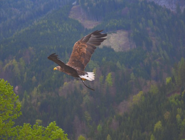 un aigle qui vole au dessus des montagnes