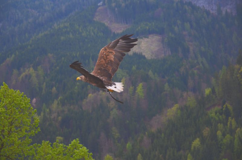 un aigle qui vole au dessus des montagnes