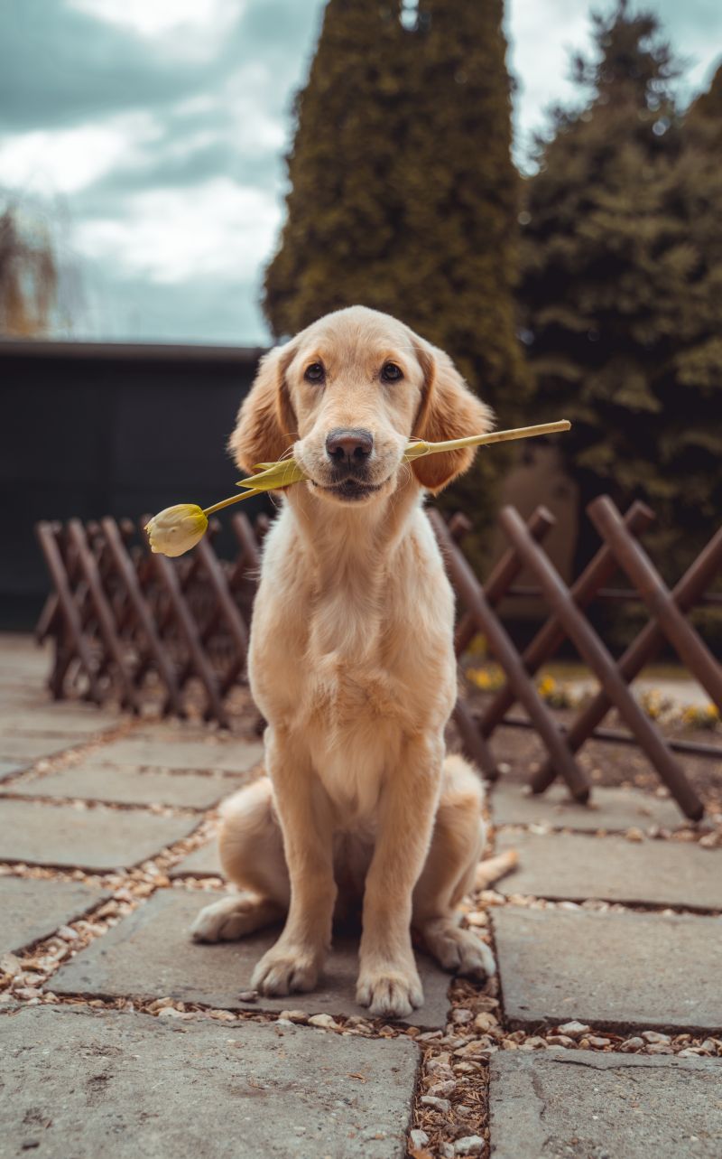 un chien qui tient une fleur dans son museau