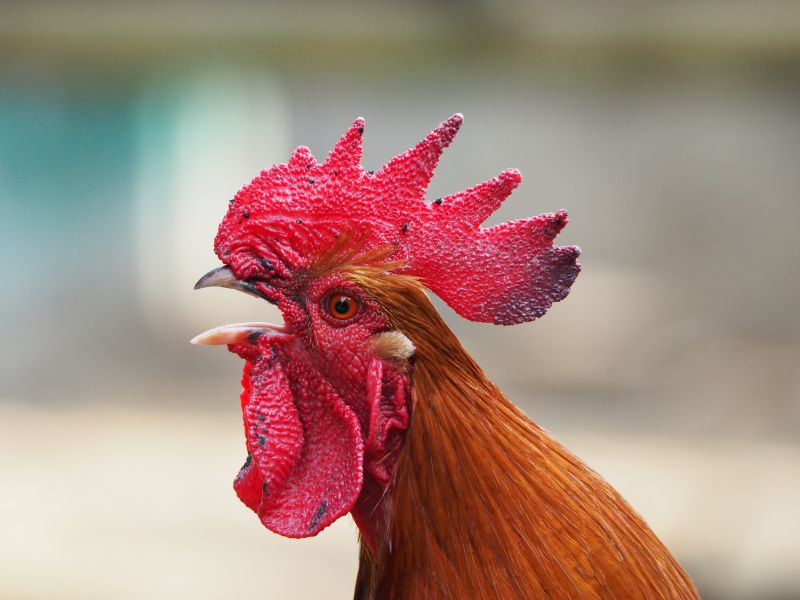 un coq qui caquete le matin test personnalite