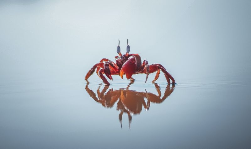 un crabe dans l'eau quiz de personnalite