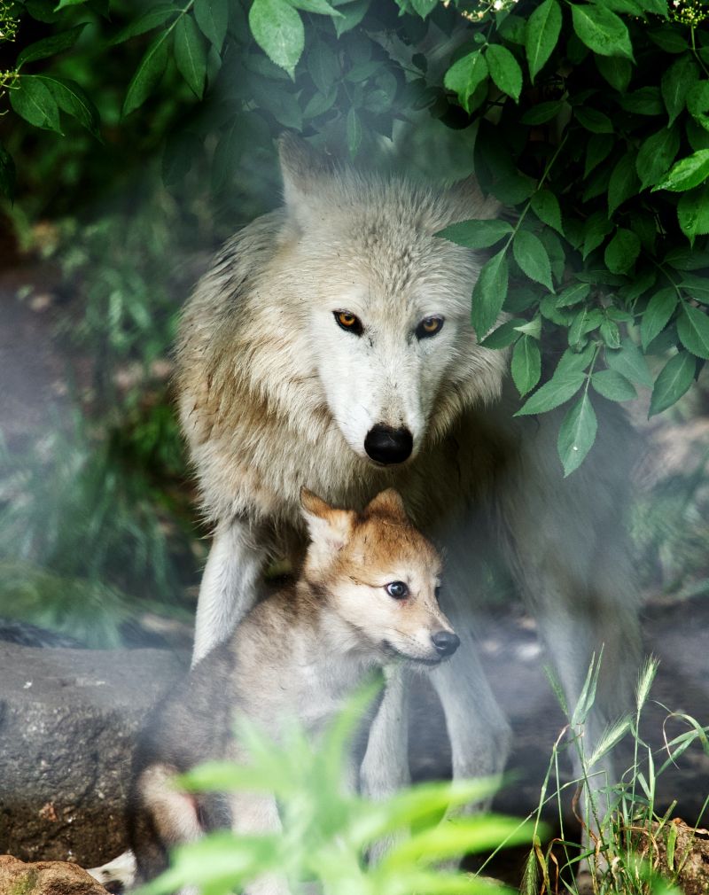 wolf guards her cub in the woods