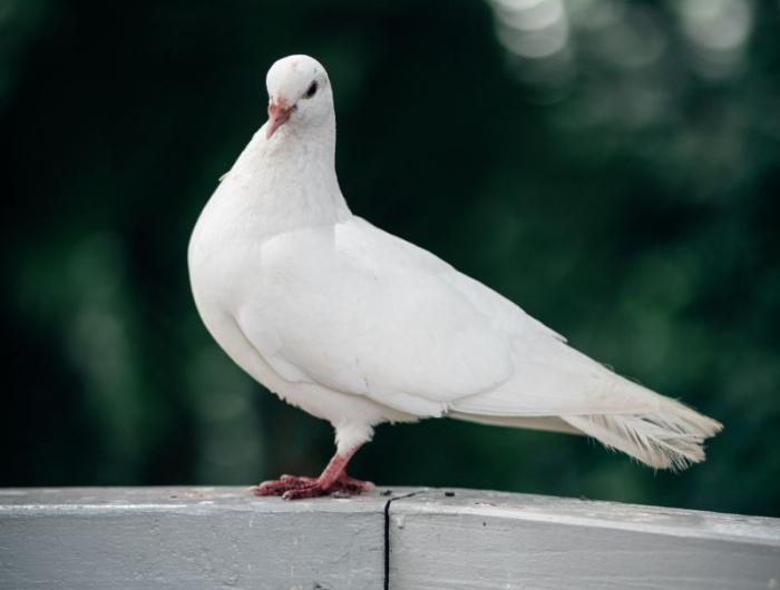 une colombe blanche perchée sur une terasse blanche