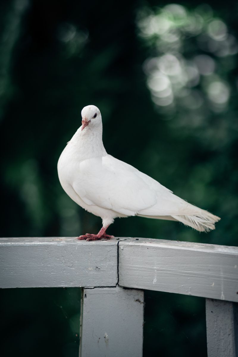 une colombe blanche perchée sur une terasse blanche