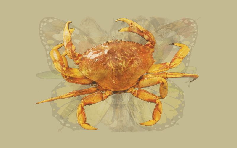 image of a crab of psychological significance
