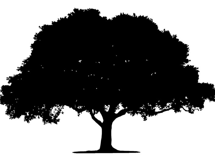 free image/jpeg resolution: 1674x1097, file size: 92kb, black drawing of wide deciduous tree