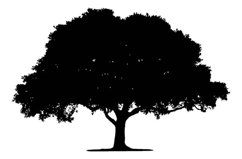 voir la silhouette d un arbre