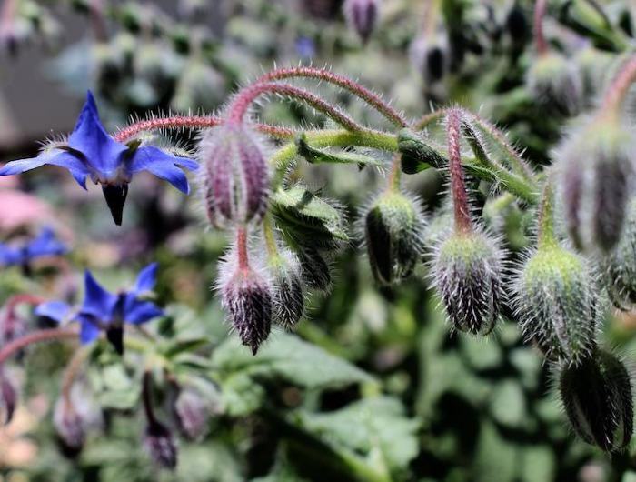 caucasian borage1