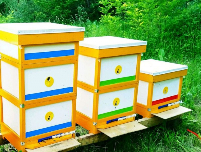 combien de miel par jour ruches d abeilles