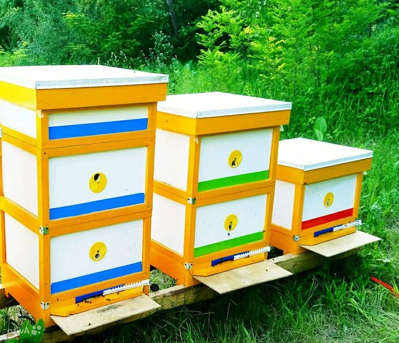 combien de miel par jour ruches d abeilles