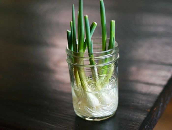 comment faire pousser l oignon dans un verre d eau oignon vert dans un verre