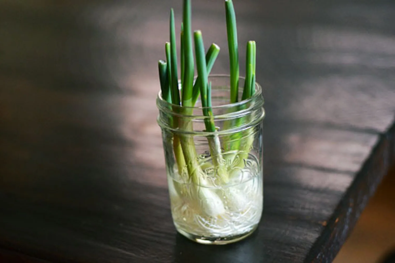 comment faire pousser l oignon dans un verre d eau oignon vert dans un verre