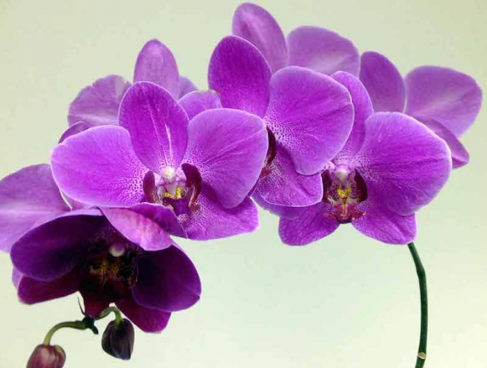 comment recycler les pelures de pommes de terre fleurs d orchidee ziclamen