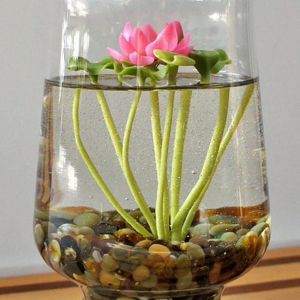 Comment faire pousser une plante très rapidement dans un verre d'eau ?