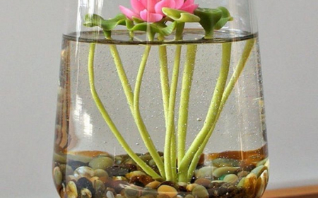 cultiver des plantes rapidement dans un verre d eau fleur dans un vase avec des cailloux