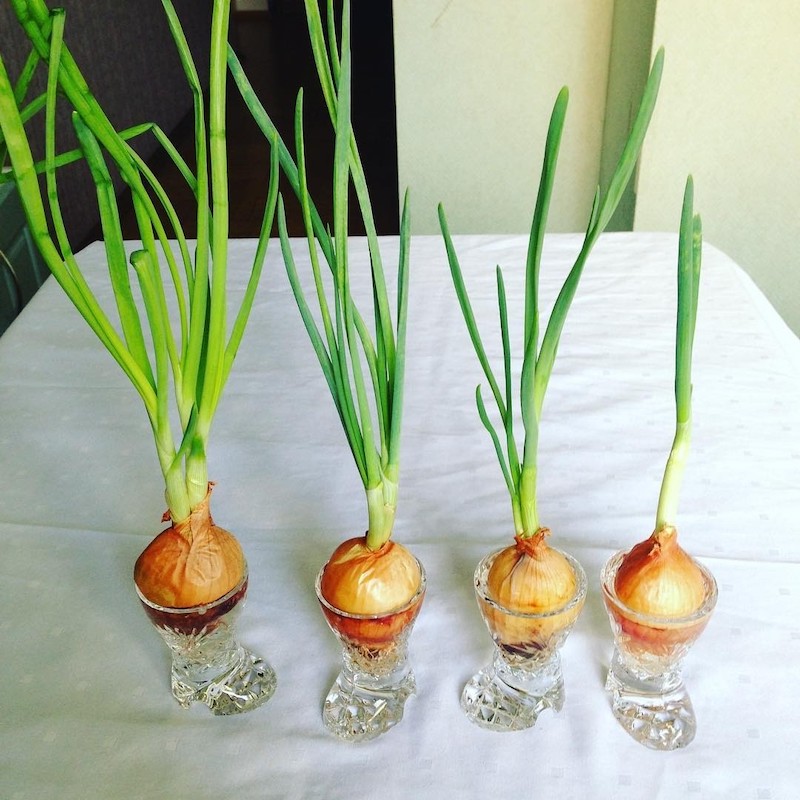 quels sont les légumes les plus faciles à cultiver oignon vert dans des petits vases d eau