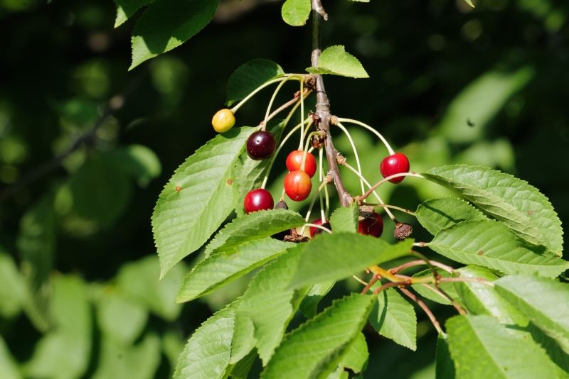 fruit tree cherry protection from birds alternative food