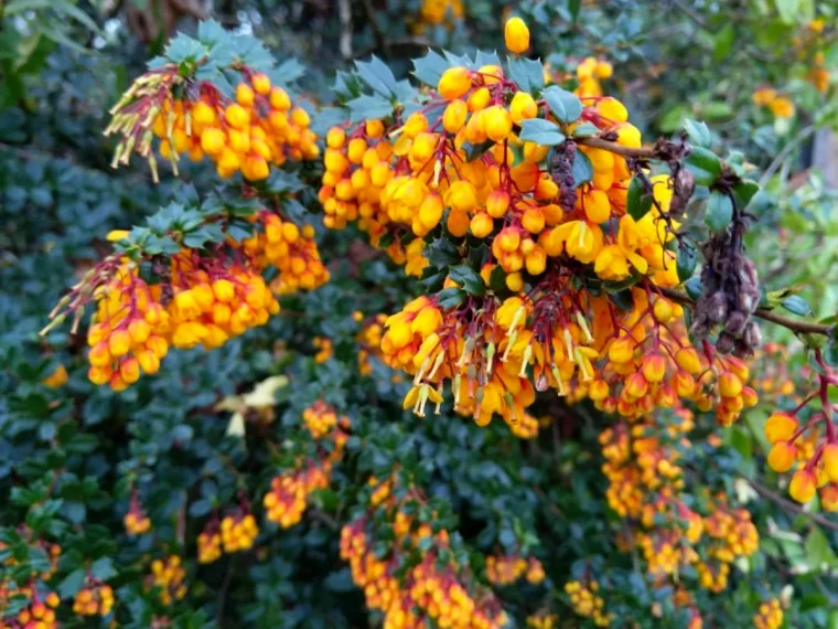 arbuste berberis baie orange feuilles vertes