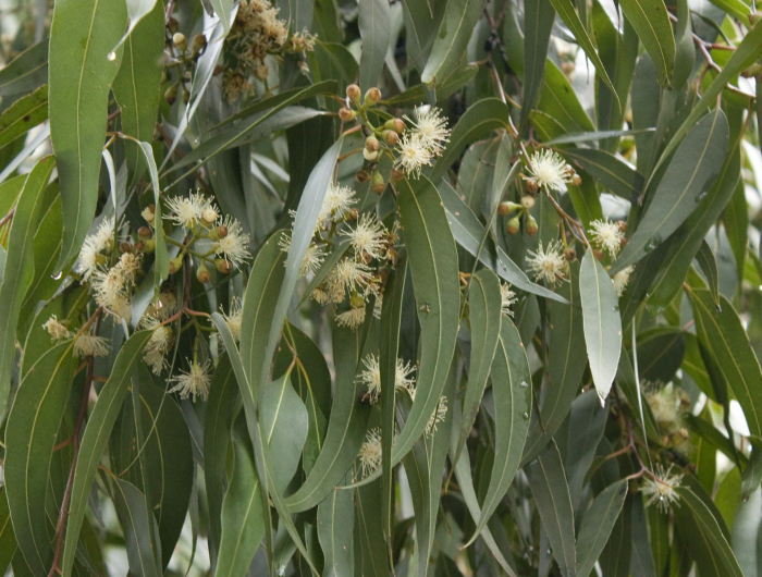 arbuste couvre sol rampant croissance rapide (3 m) eucalypte