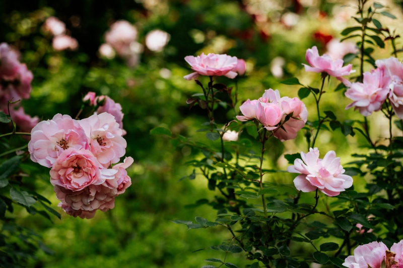 arbuste fleurs jardin roses roses invasion parasites traitement