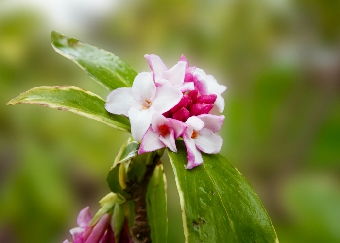 arbuste parfumee daphnes fleurs blanc et rose jardinage