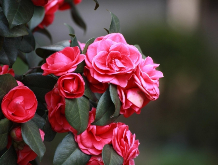 arbustes fleurissent hiver camellia rouge fleurs floraison