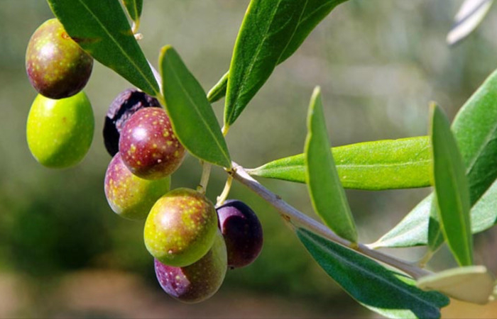 arrosage plantation soins exposition de l olivier