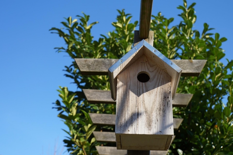 astuce pour eloigner les oiseaux des cerises mangeoire diy