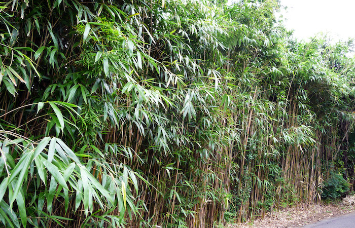 bambou fargesia haie idee brise vue vegetal couleur verte hauteur