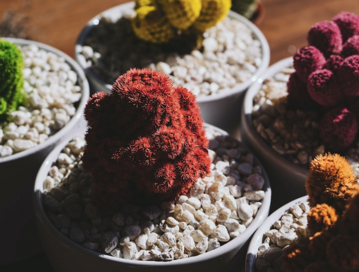 cactus differentes couleurs dans pots avec cailloux