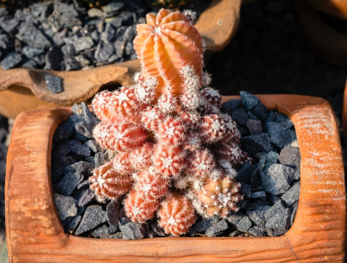 cactus orange sur pierres noirres