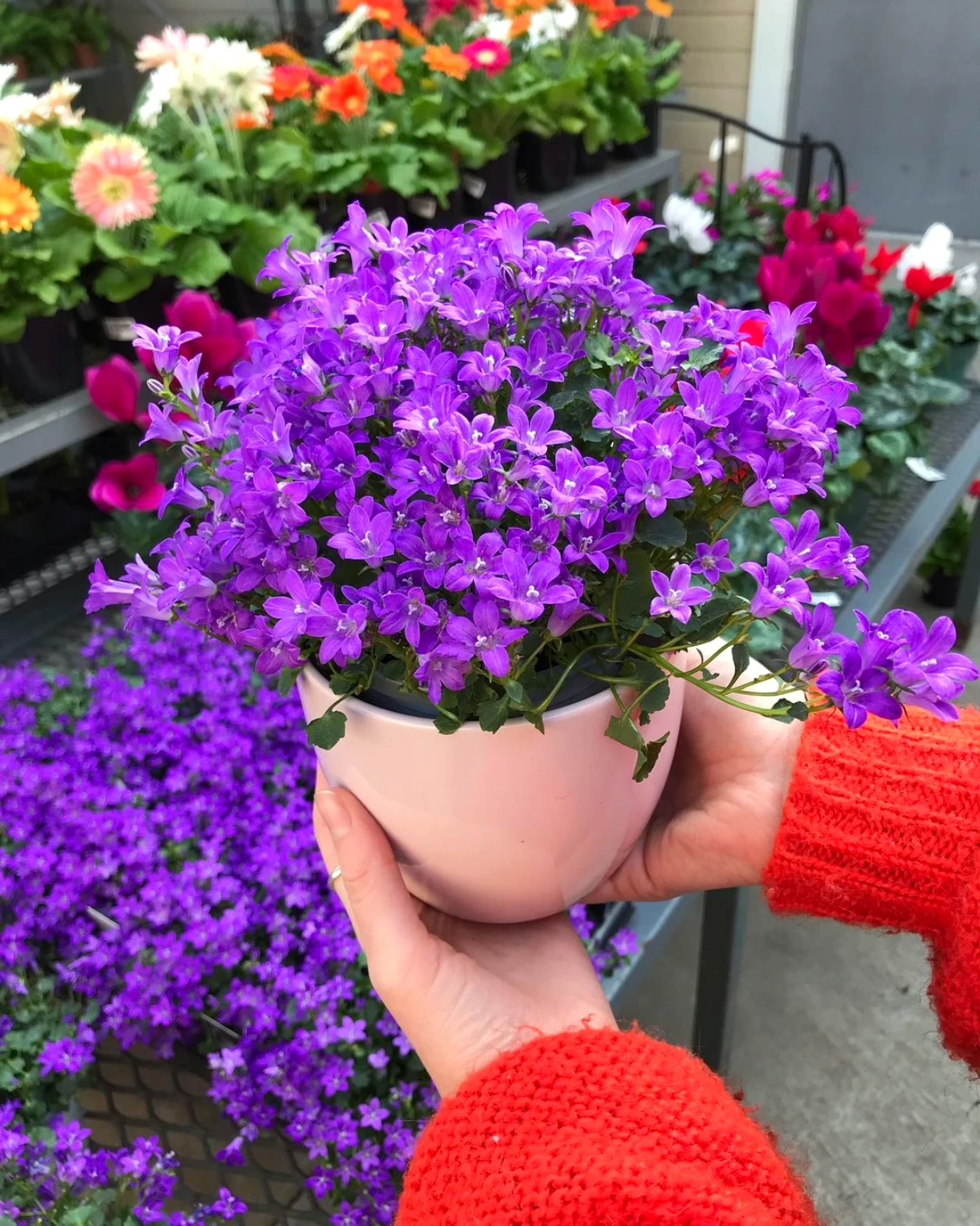 campanula fleurs violettes pot mains pull rouge